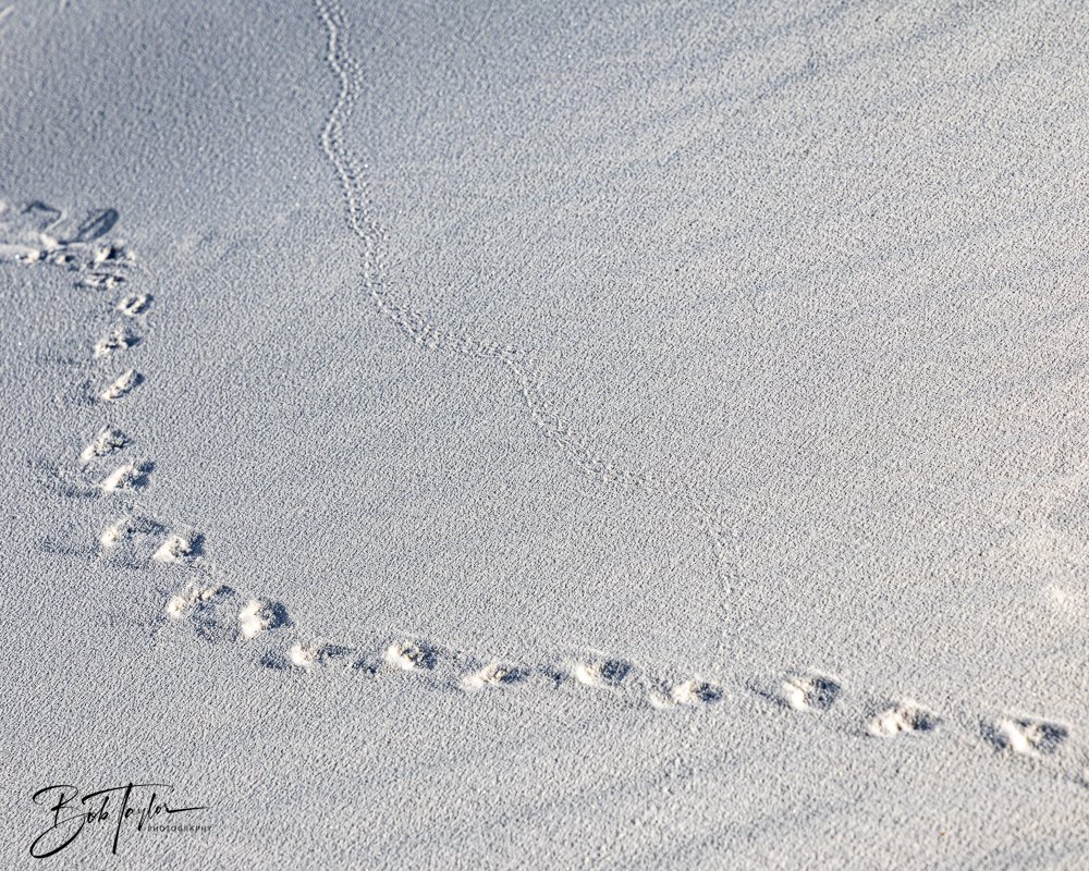 20241113-20241113-White Sands -23-2.jpg