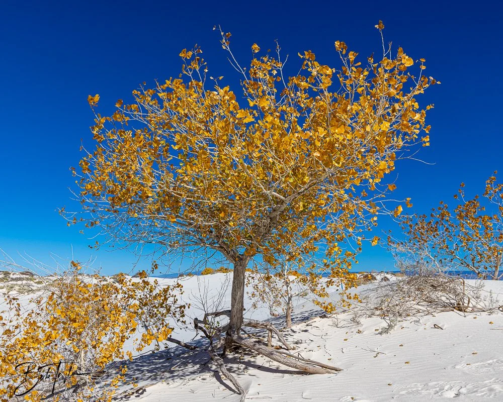 20241113-20241113-White Sands -39-2.jpg