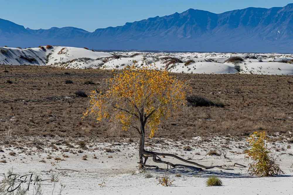 20241113-20241113-White Sands -42-2.jpg