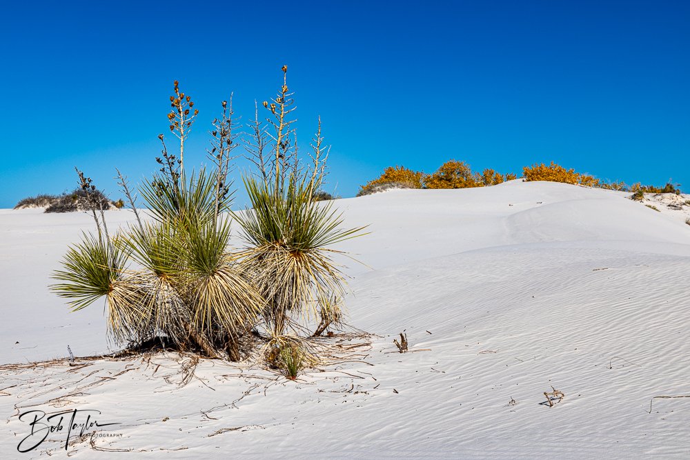 20241113-20241113-White Sands -38-2.jpg