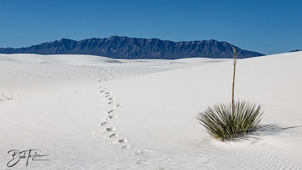 20241113-20241113-White Sands -11-2.jpg