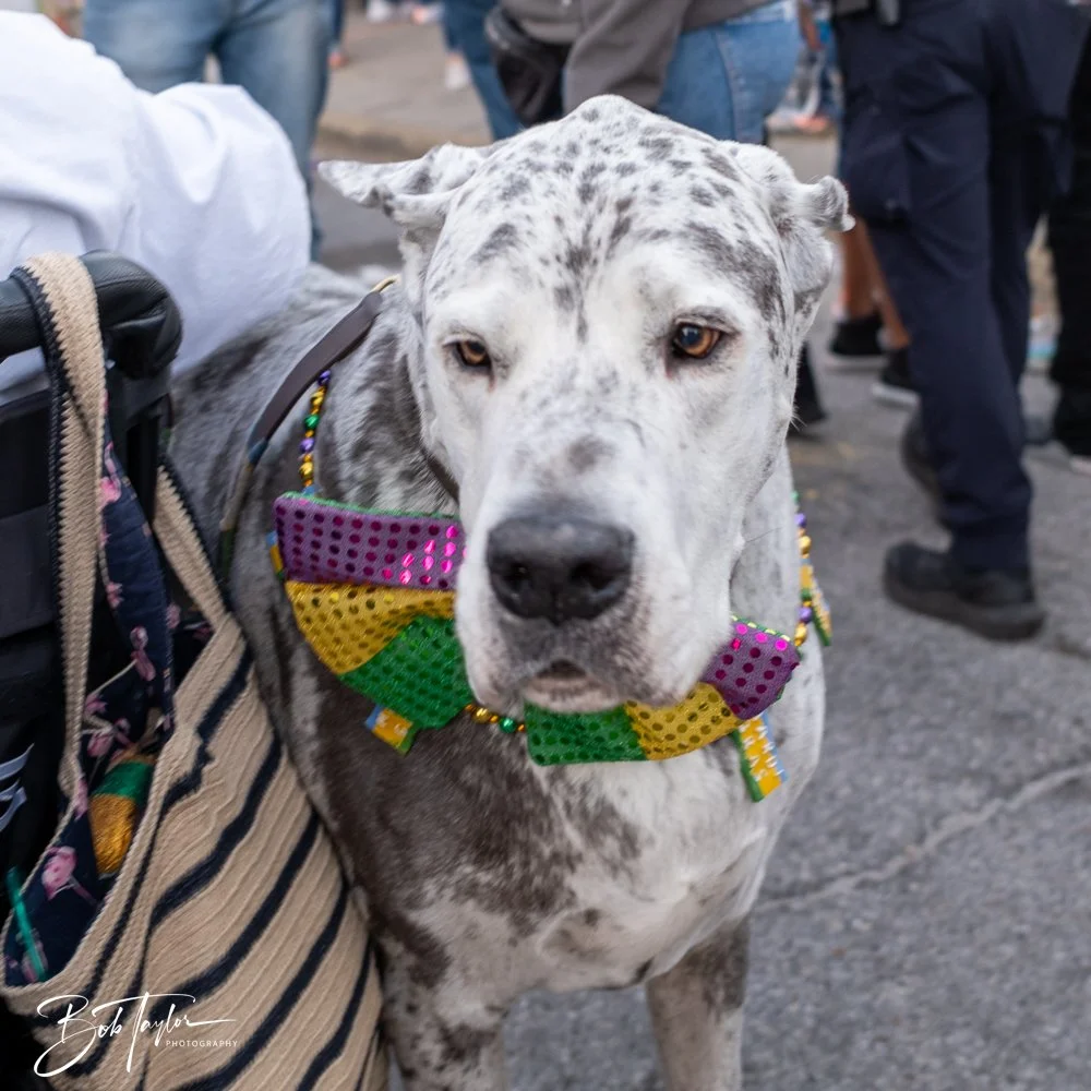 20250222-Mardi Gras Dive -22.jpg