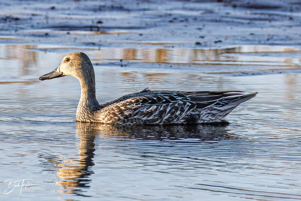 20251115-SASP Final -17.jpg