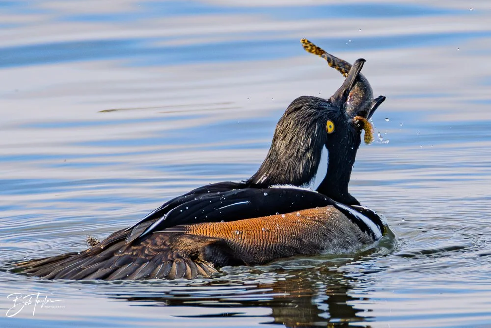 20251118-Hooded Mergansers -15.jpg