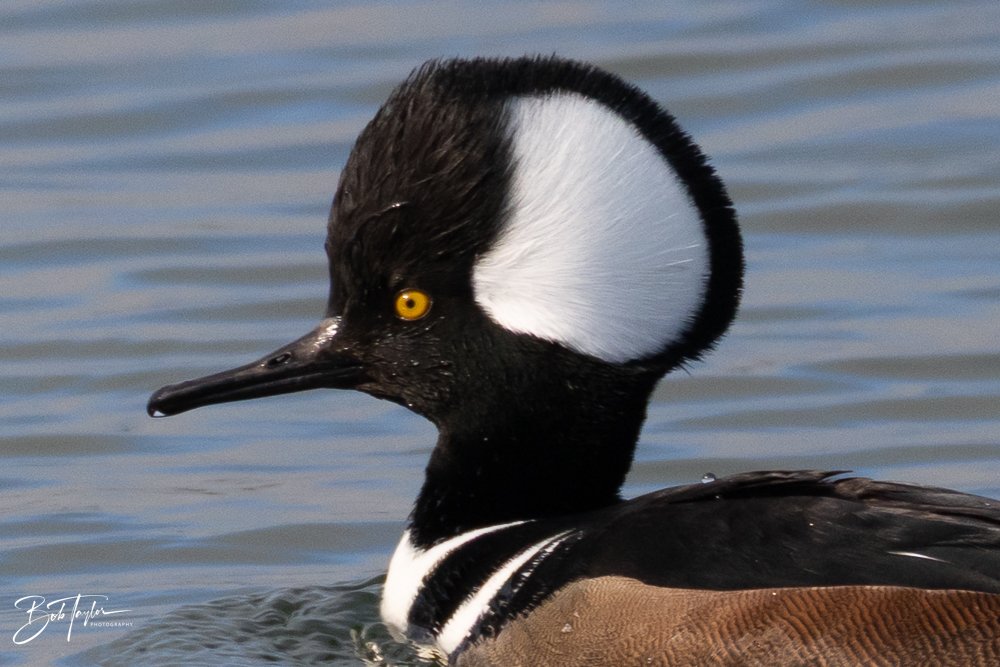 20251118-SASP Final -49.jpg