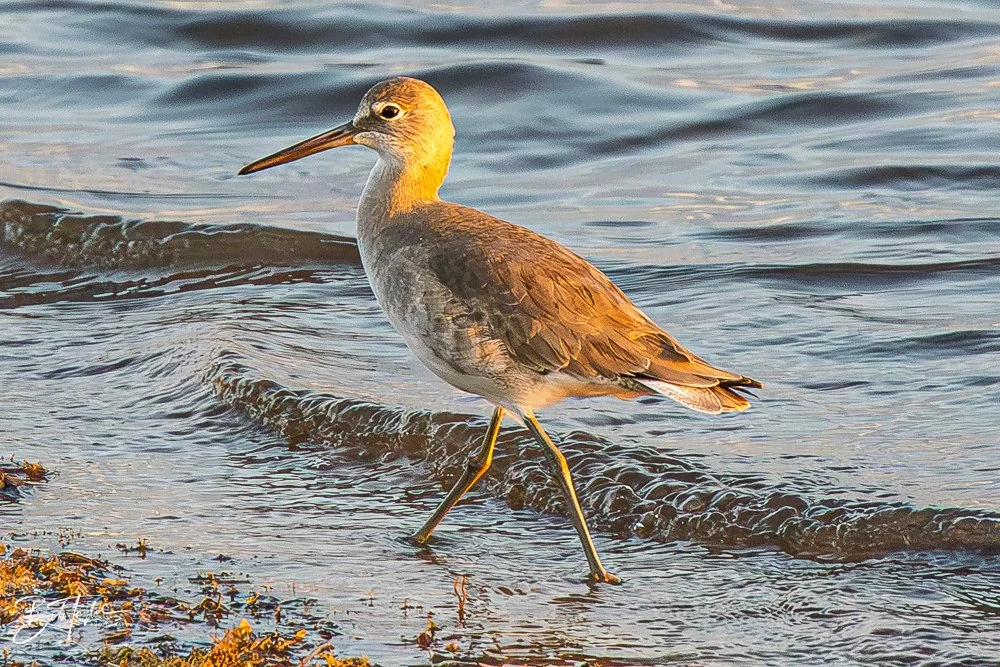 20251117-SASP Final -35.jpg