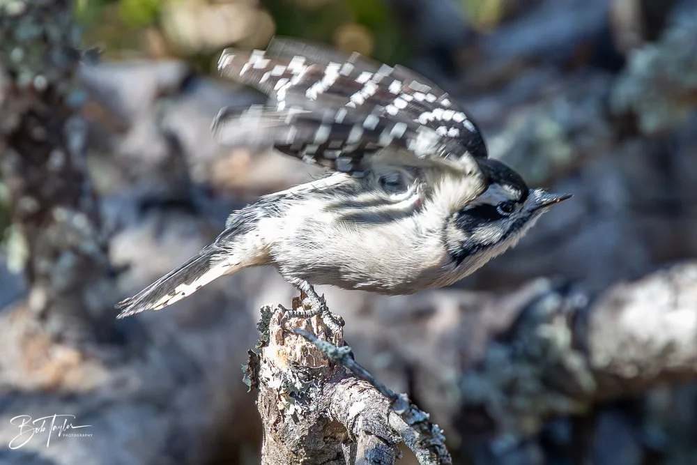 20251116-SASP One Day -55.jpg