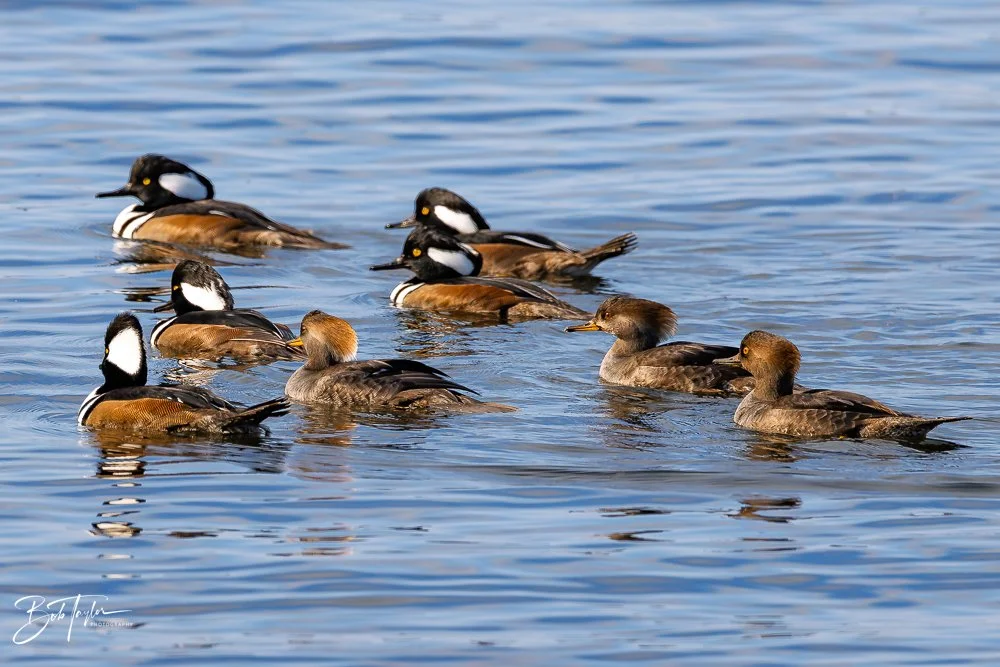 20251118-Hooded Mergansers -19.jpg