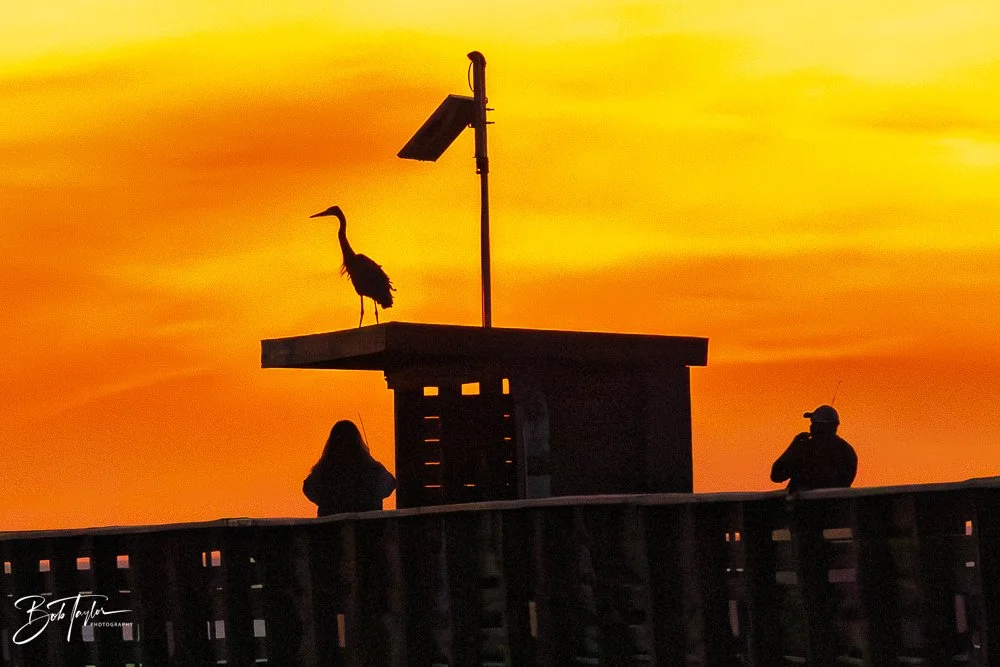 20251119-SASP Sunset -38.jpg