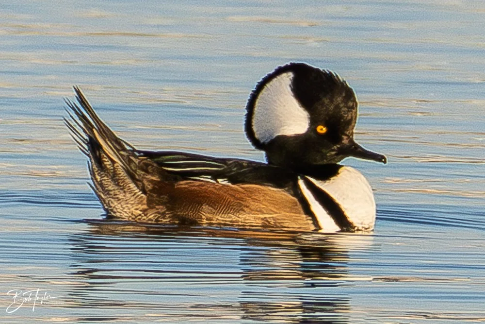 20251115-SASP Final -31.jpg