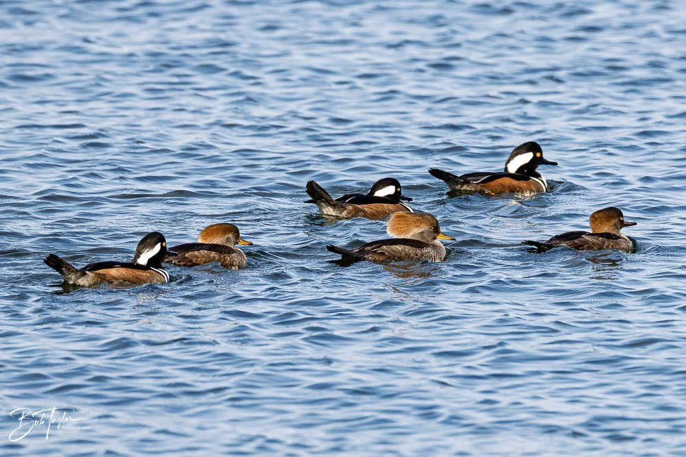 20251118-Hooded Mergansers -8.jpg
