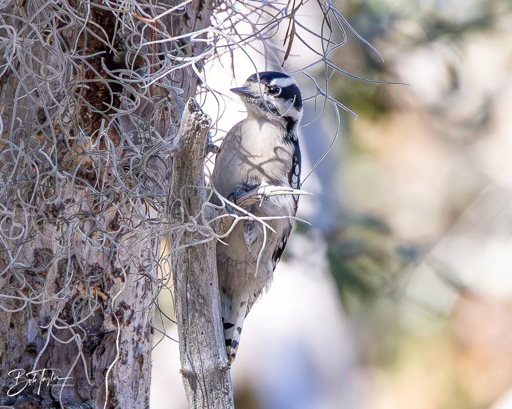 20251116-SASP One Day -51.jpg