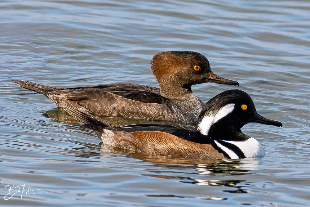 20251118-Hooded Mergansers -5.jpg