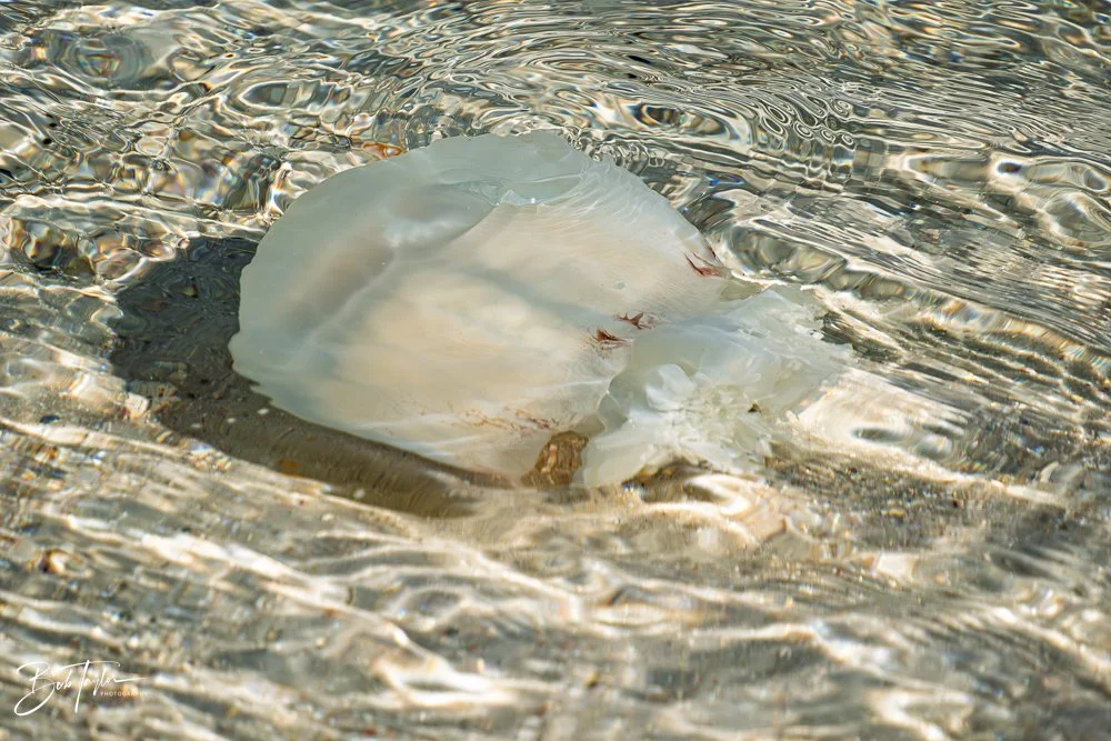 20251119-SASP Final -75.jpg