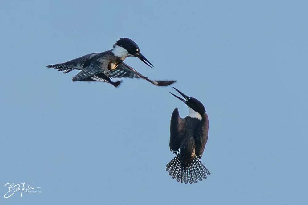 20251117-SASP Final -42.jpg