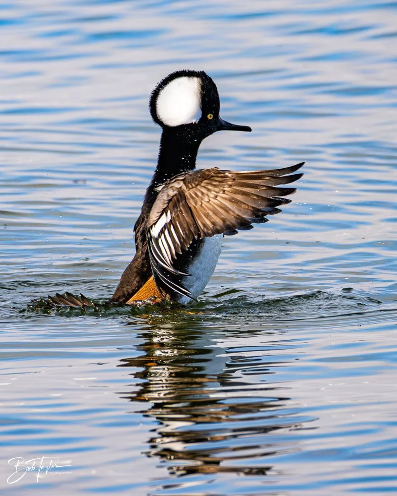 20251118-Hooded Mergansers -12.jpg