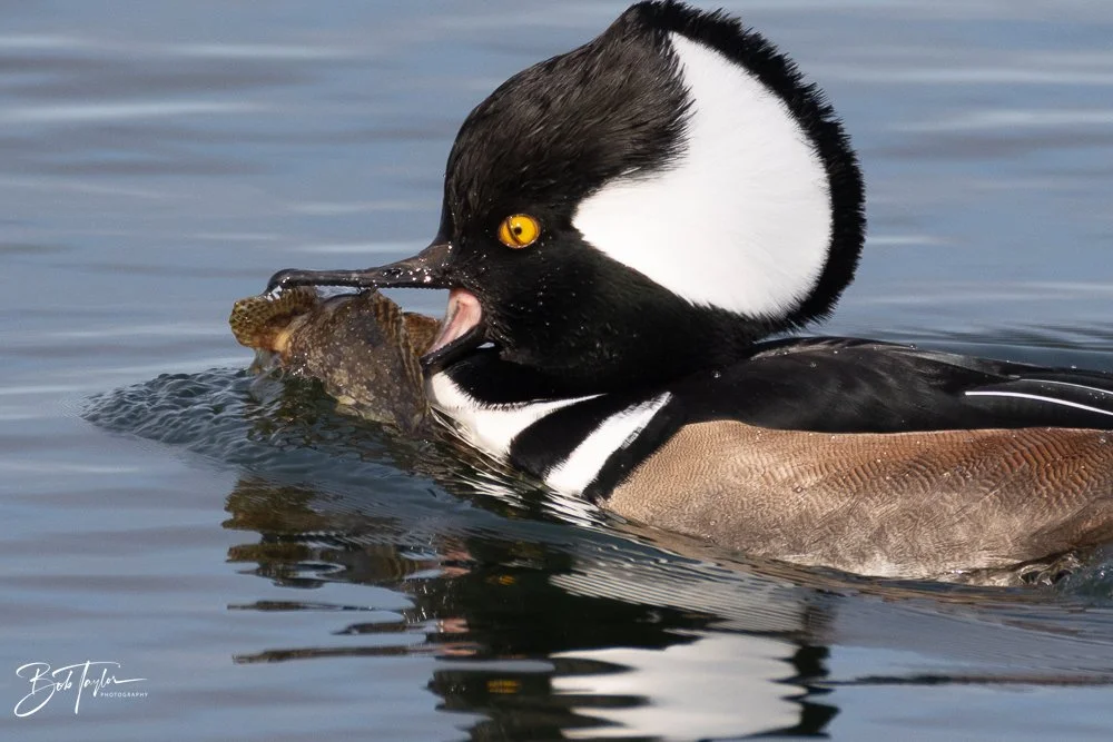 20251118-Hooded Mergansers -10.jpg