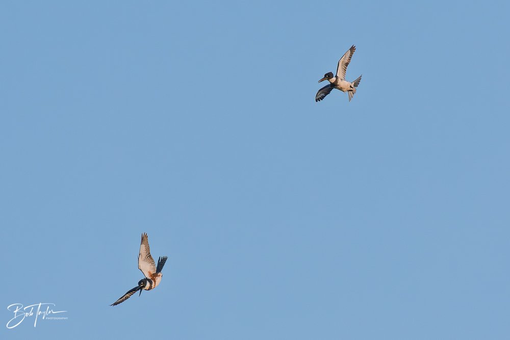 20251117-SASP Final -44.jpg