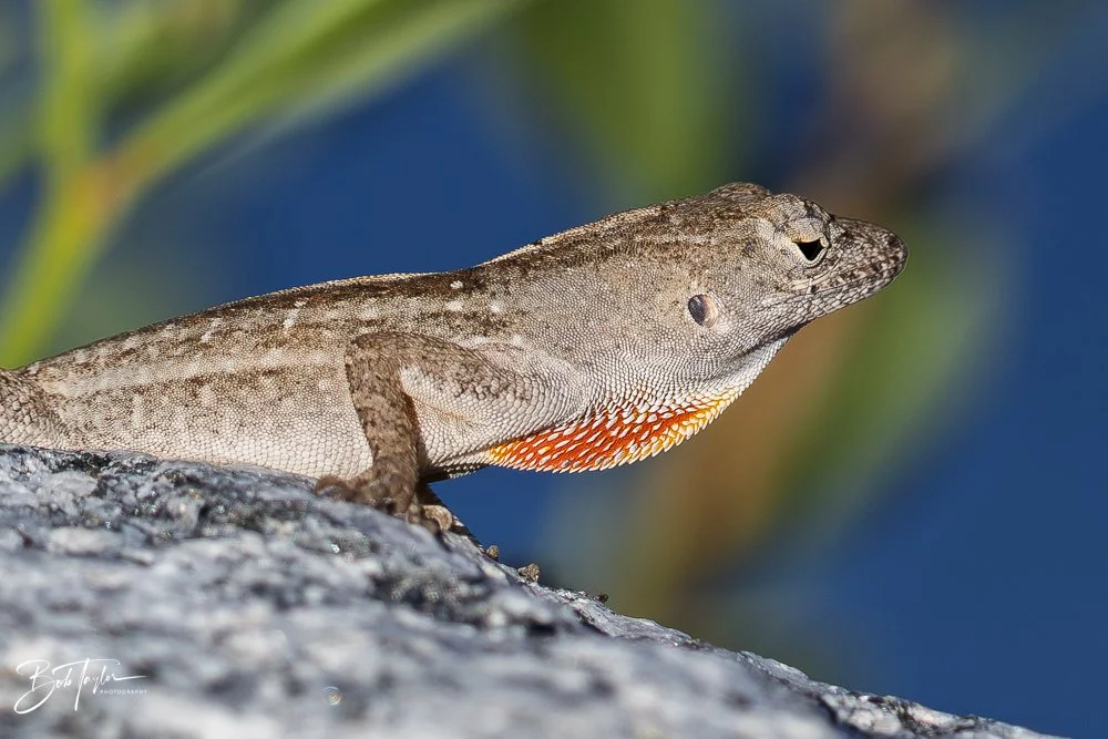 20251115-SASP Final -2.jpg