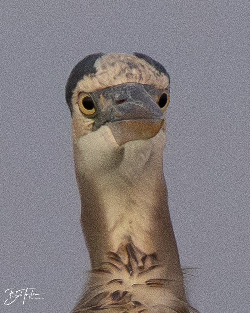 20251119-SASP Sunset -24.jpg