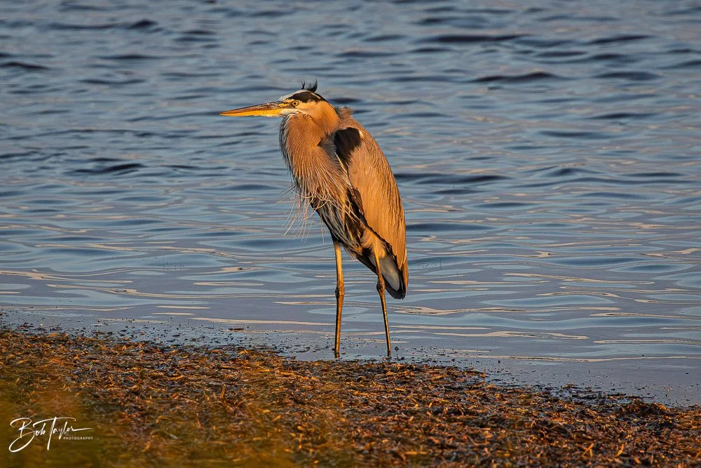 20251117-SASP Final -34.jpg