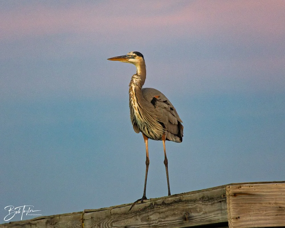 20251119-SASP Sunset -23.jpg