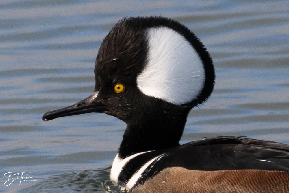 20251118-Hooded Mergansers -11.jpg