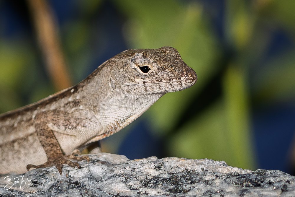 20251115-SASP Final -1.jpg