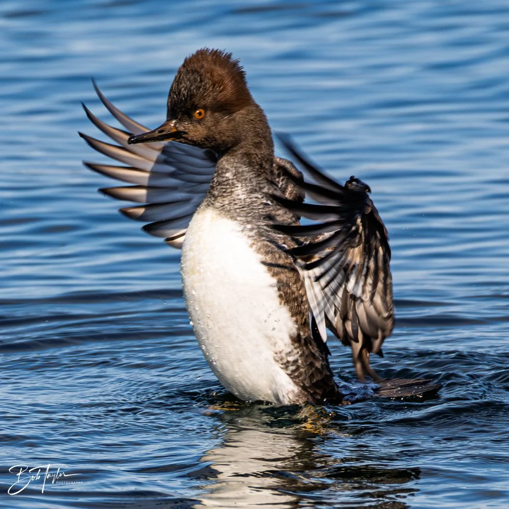 20251118-Hooded Mergansers -17.jpg