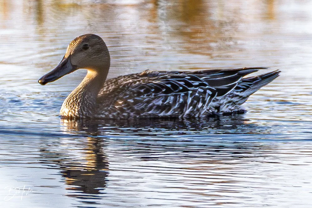 20251115-SASP Final -18.jpg