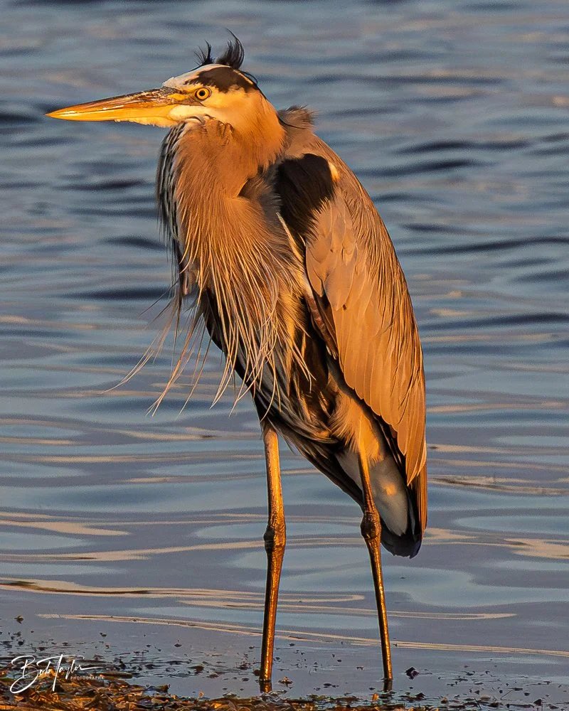 20251117-SASP Final -33.jpg