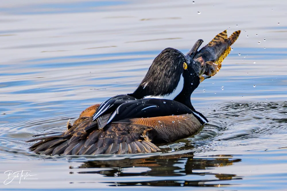 20251118-Hooded Mergansers -14.jpg