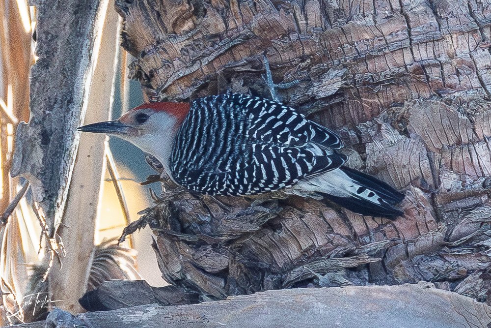 20251115-SASP Final -23.jpg