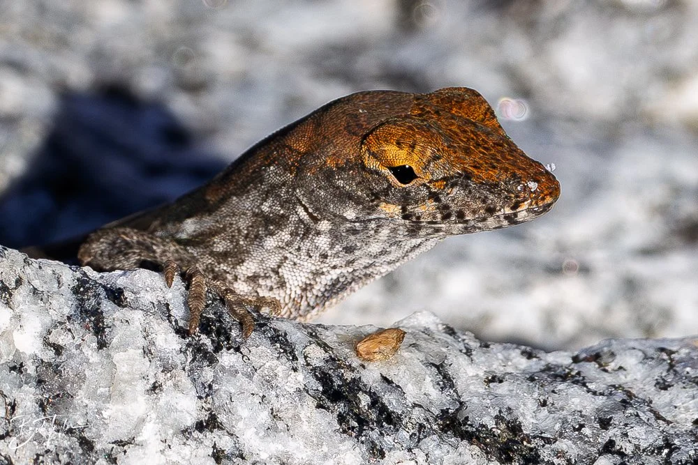 20251115-SASP Final -3.jpg