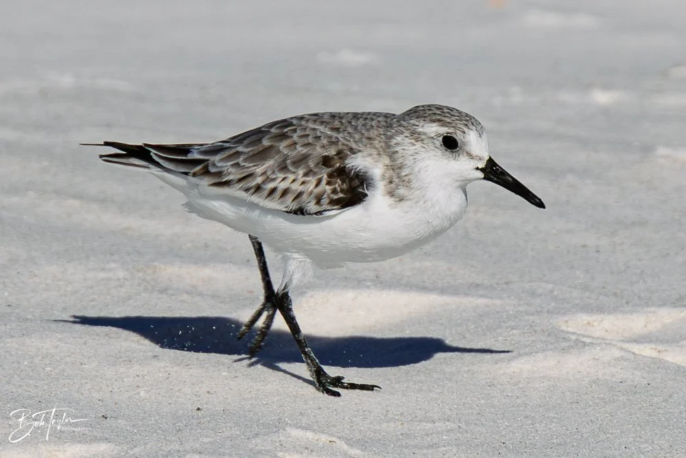 20251116-SASP One Day -21.jpg