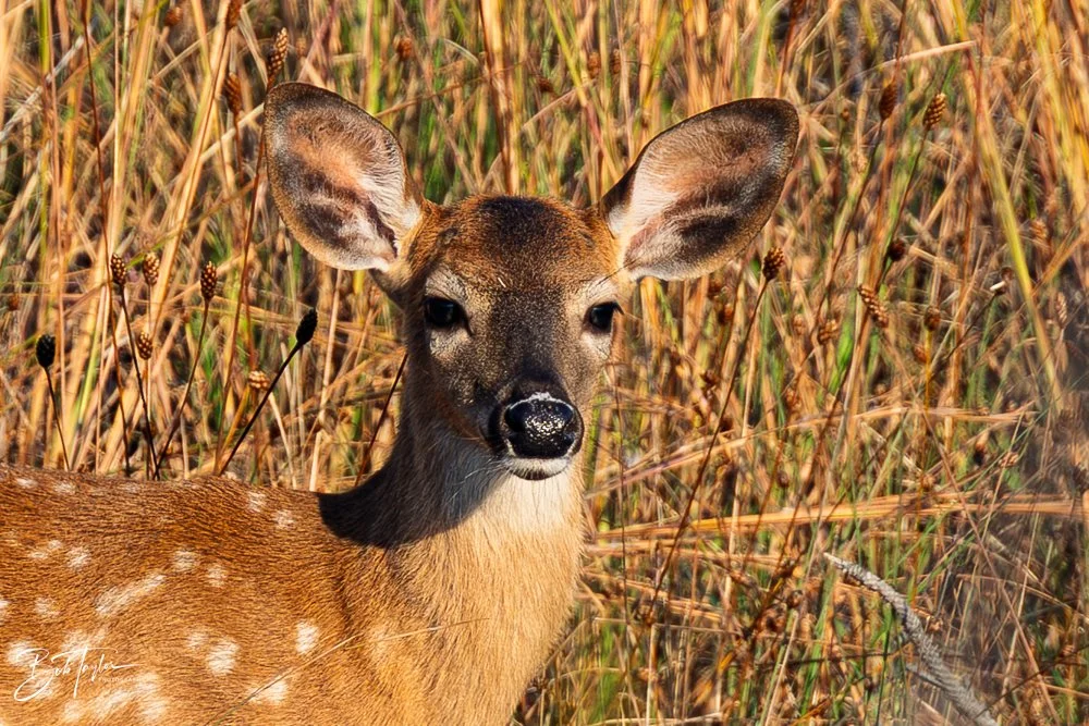 20251118-SASP Final -58.jpg