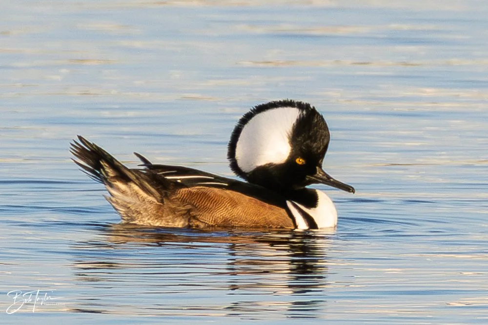 20251115-SASP Final -29.jpg