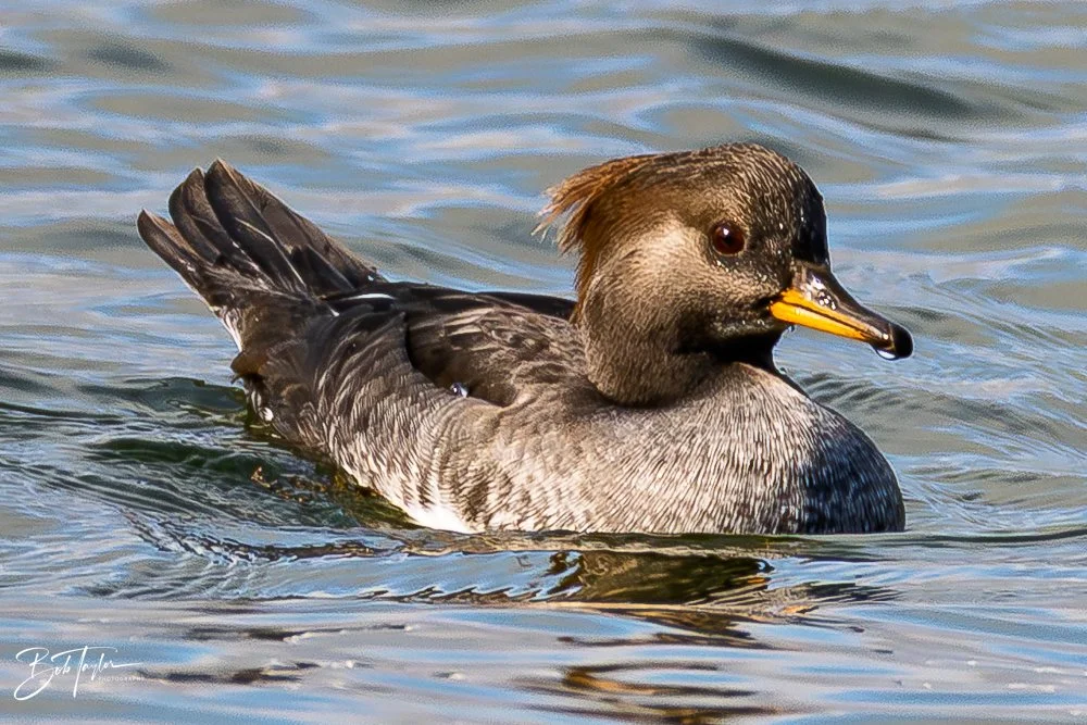 20251118-SASP Final -45.jpg