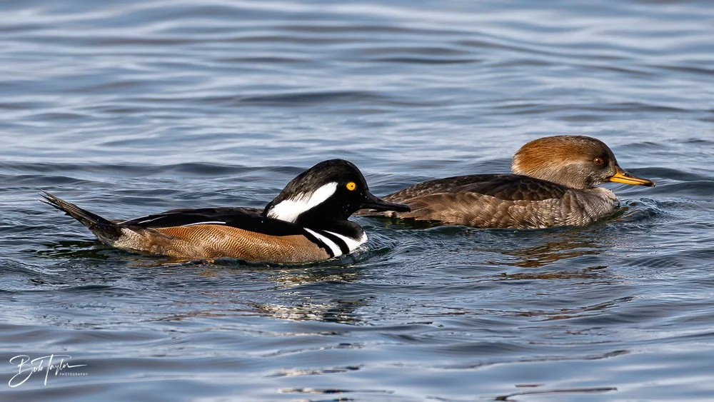 20251118-Hooded Mergansers -6.jpg