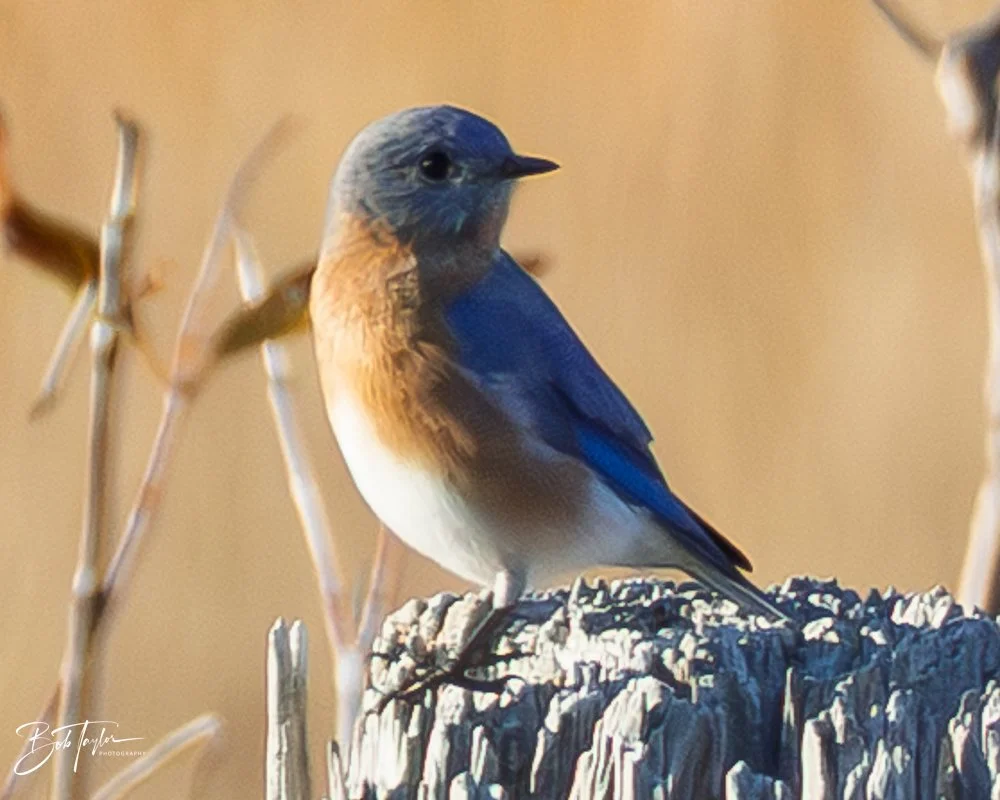 20251115-SASP Final -20.jpg