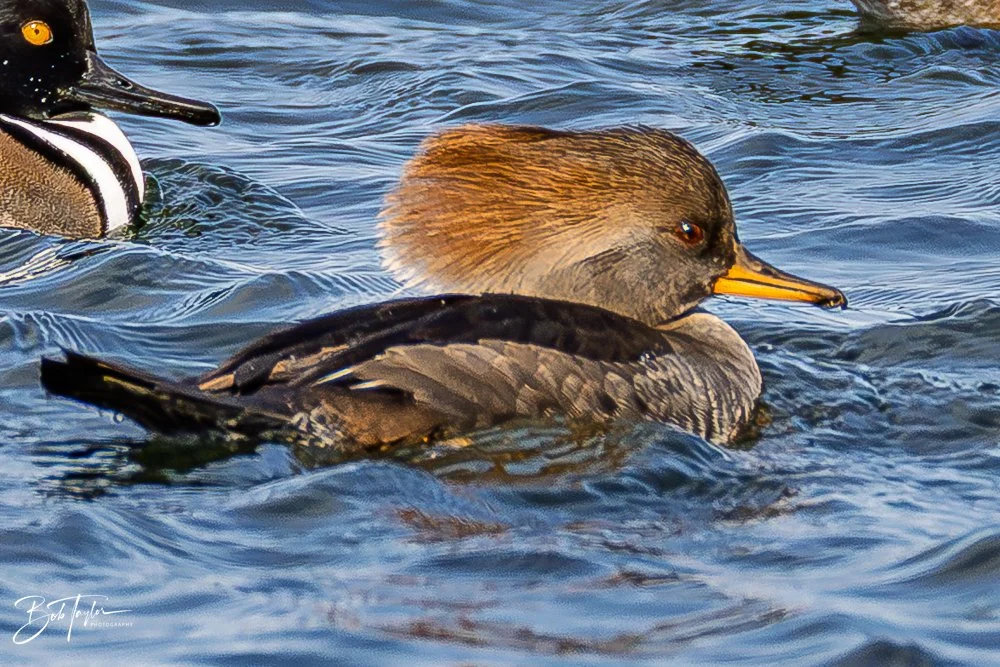 20251118-Hooded Mergansers -9.jpg