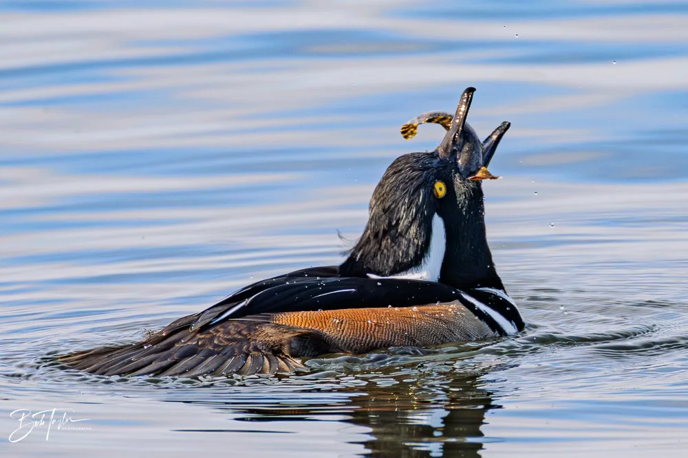 20251118-Hooded Mergansers -16.jpg