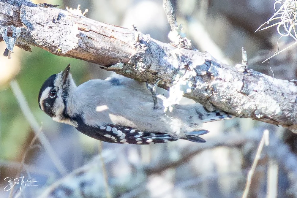 20251116-SASP One Day -52.jpg