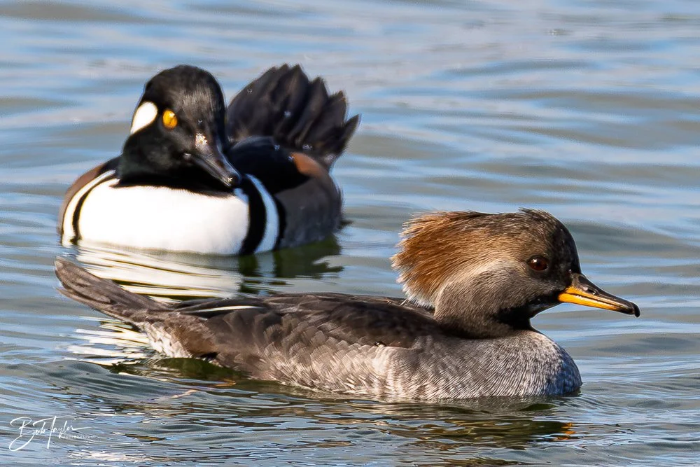 20251118-Hooded Mergansers -3.jpg