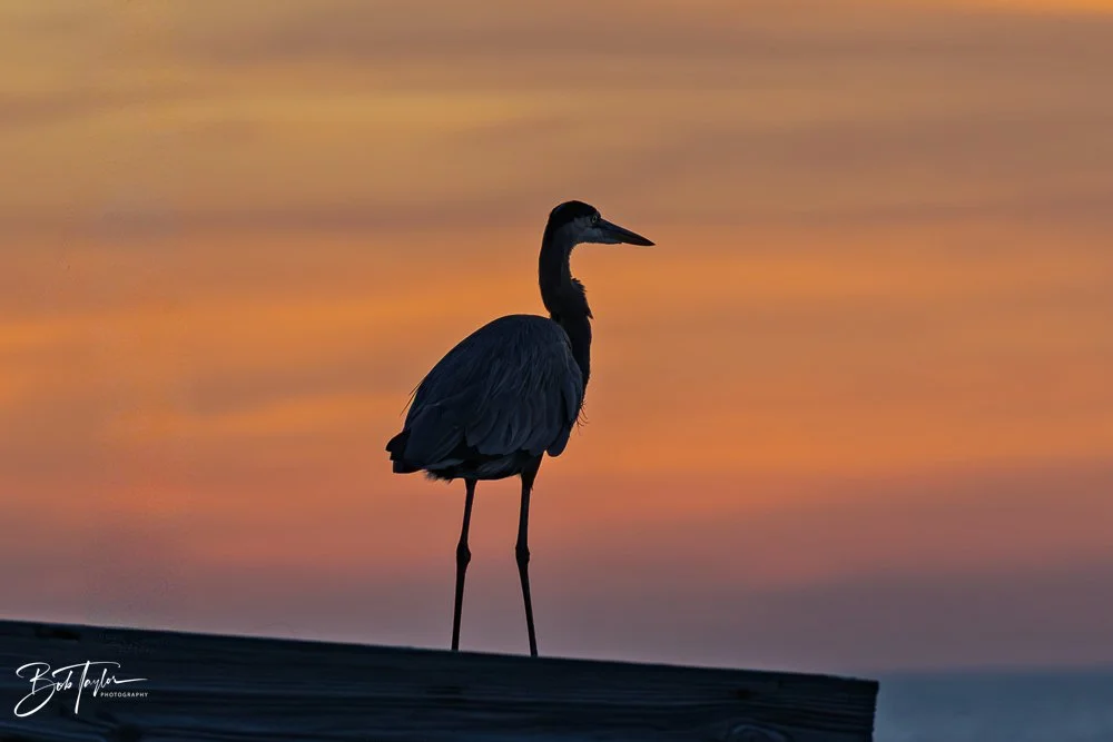 20251119-SASP Sunset -21.jpg