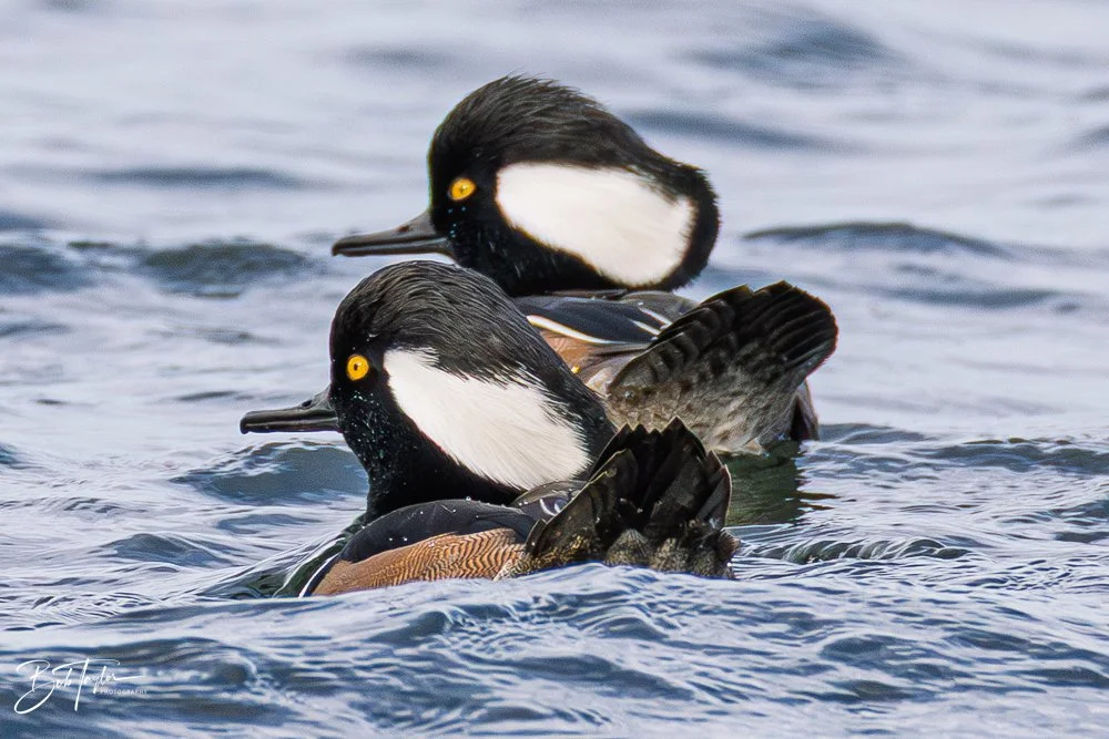 20251116-SASP One Day -65.jpg