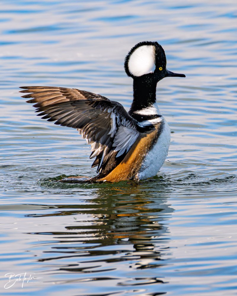 20251118-Hooded Mergansers -13.jpg