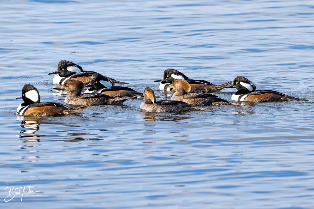 20251118-Hooded Mergansers -18.jpg