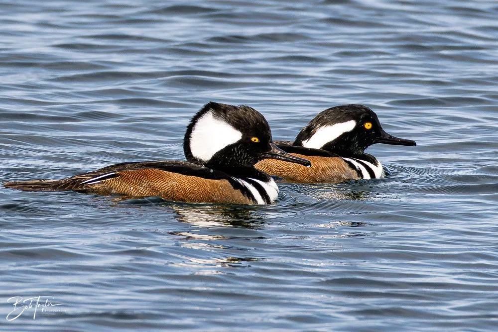 20251118-Hooded Mergansers -1.jpg