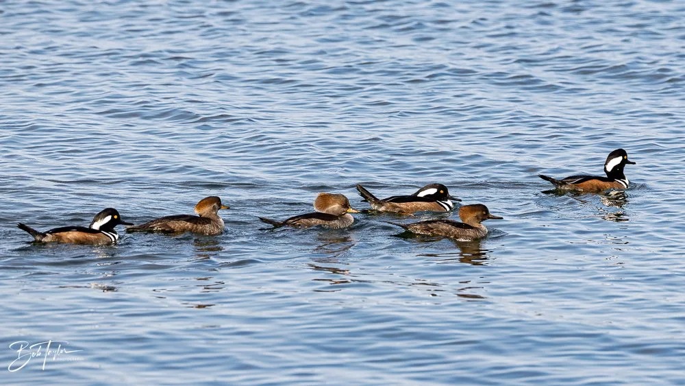 20251118-Hooded Mergansers -7.jpg
